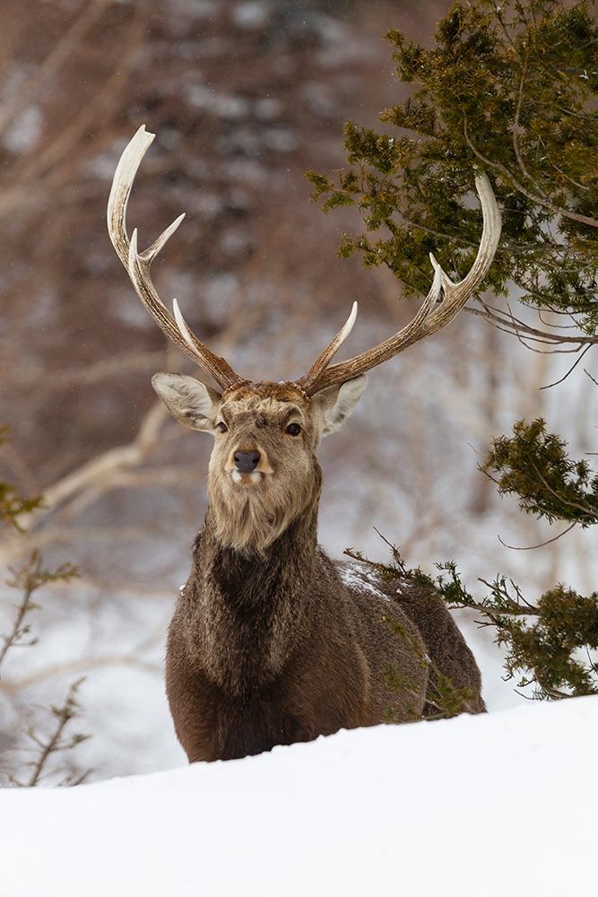 Japan-Hokkaido-Rausu-sika deer-Cervus Nippon Portrait of a sika stag